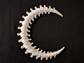 Spinal Moon Wall Art – Bone Crescent Skeleton Moon Decor