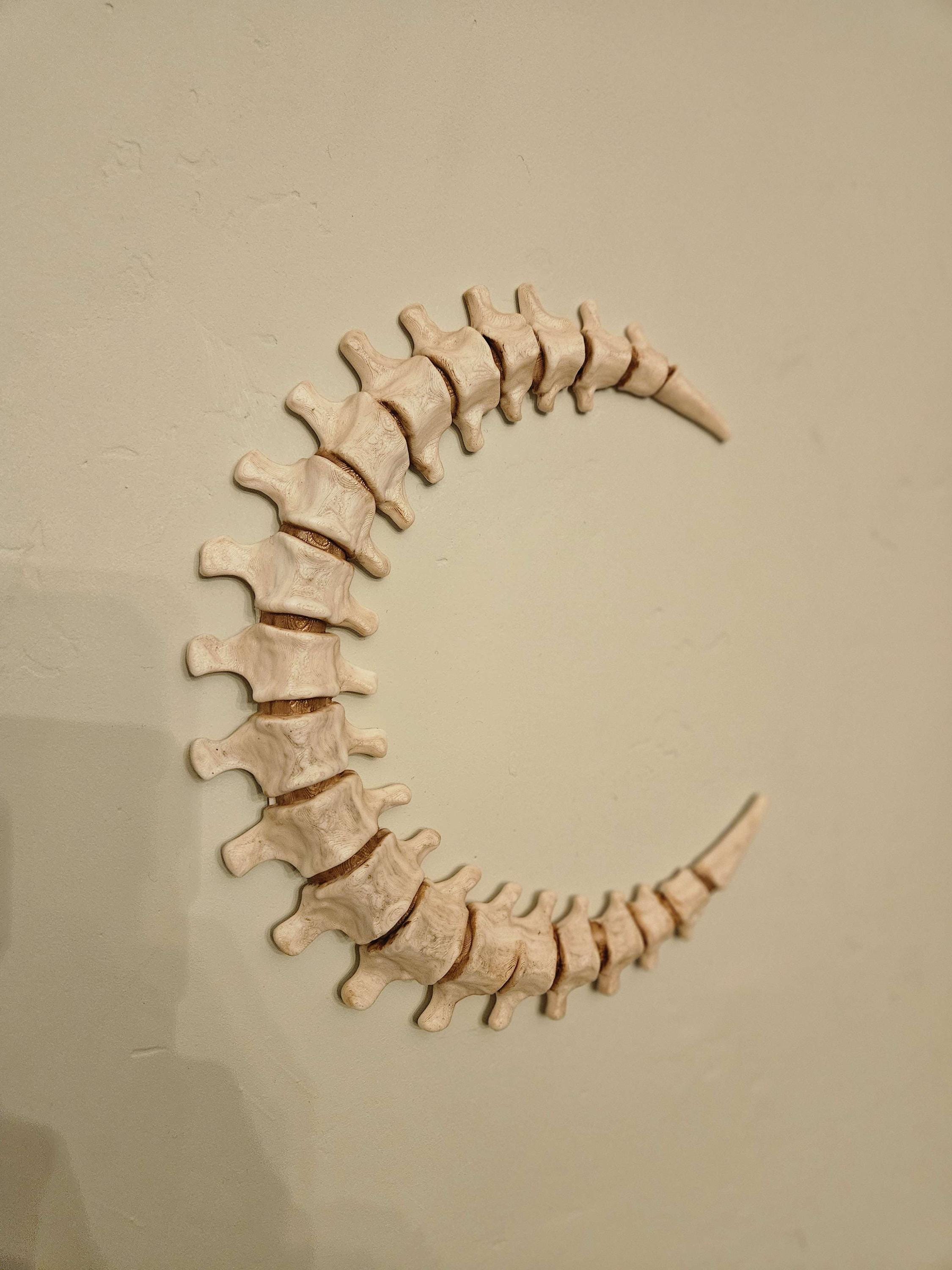 Spinal Moon Wall Art – Bone Crescent Skeleton Moon Decor